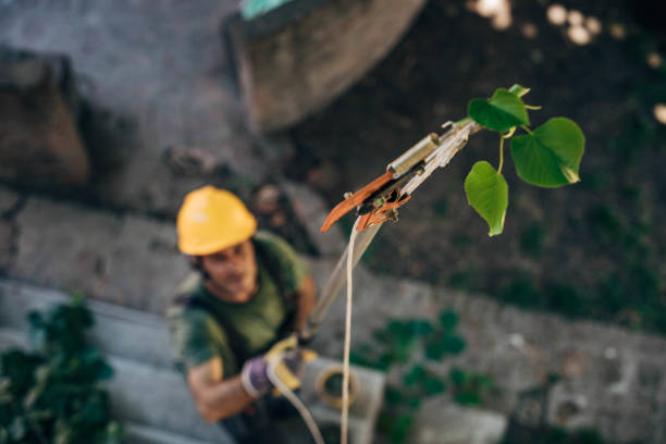 How Our Tree Care Process Works  in De Soto, IL